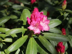 Rhododendron 'Kalinka' -Deutschland Garten Funk Verkaufs-Shop rhododendron kalinka m002368 w 7