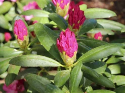 Rhododendron 'Kalinka' -Deutschland Garten Funk Verkaufs-Shop rhododendron kalinka m002368 w 8