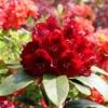Rhododendron 'Karl Naue'