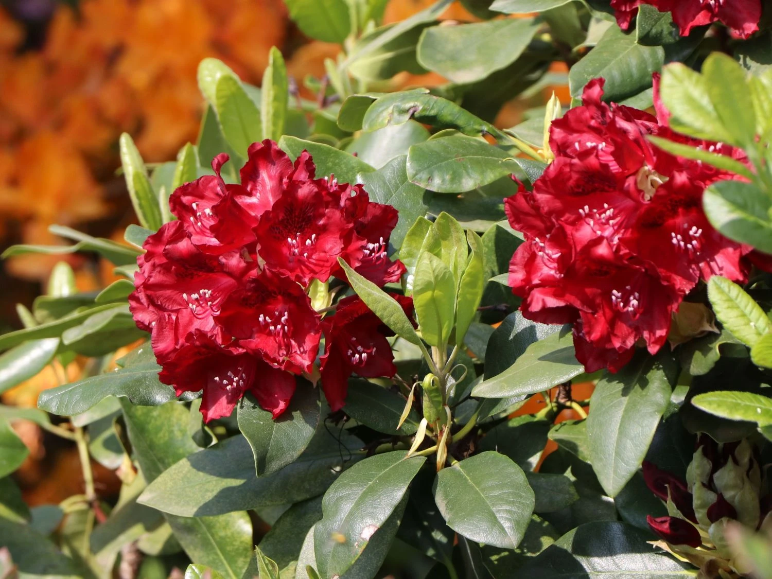 Rhododendron 'Karl Naue' 2 Rhododendron 'Karl Naue' – Bild 2
