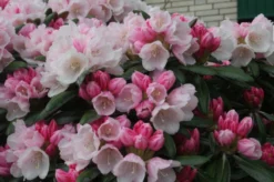 Rhododendron 'Koichiro Wada' / 'FCC' -Deutschland Garten Funk Verkaufs-Shop rhododendron koichiro wada fcc m003978 676001 0