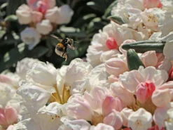 Rhododendron 'Koichiro Wada' / 'FCC'