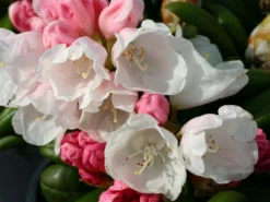 Rhododendron 'Koichiro Wada' / 'FCC' -Deutschland Garten Funk Verkaufs-Shop rhododendron koichiro wada fcc m003978 w 0