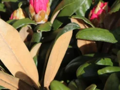 Rhododendron 'Koichiro Wada' / 'FCC' -Deutschland Garten Funk Verkaufs-Shop rhododendron koichiro wada fcc m003978 w 2