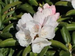 Rhododendron 'Koichiro Wada' / 'FCC' -Deutschland Garten Funk Verkaufs-Shop rhododendron koichiro wada fcc m003978 w 4