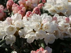 Rhododendron 'Koichiro Wada' / 'FCC' -Deutschland Garten Funk Verkaufs-Shop rhododendron koichiro wada fcc m003978 w 5