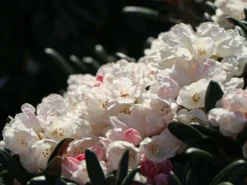 Rhododendron 'Koichiro Wada' / 'FCC' -Deutschland Garten Funk Verkaufs-Shop rhododendron koichiro wada fcc m003978 w 6