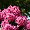 Rhododendron 'Kokardia' ®
