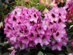 Rhododendron 'Kokardia' ® 10 Rhododendron 'Kokardia' ® -Deutschland Garten Funk Verkaufs-Shop rhododendron kokardia m002338 w 2