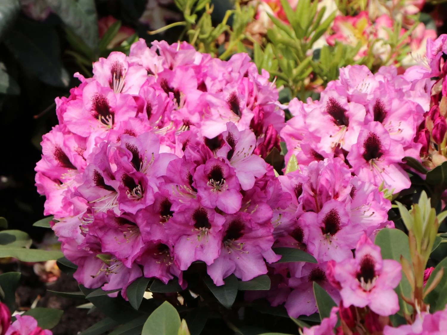 Rhododendron 'Kokardia' ® 6 Rhododendron 'Kokardia' ® – Bild 6