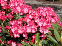 Rhododendron 'Kokette' -Deutschland Garten Funk Verkaufs-Shop rhododendron kokette m080572 w 1