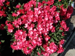 Rhododendron 'Kokette' -Deutschland Garten Funk Verkaufs-Shop rhododendron kokette m080572 w 2