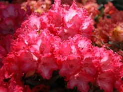 Rhododendron 'Kokette' -Deutschland Garten Funk Verkaufs-Shop rhododendron kokette m080572 w 3