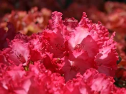 Rhododendron 'Kokette' -Deutschland Garten Funk Verkaufs-Shop rhododendron kokette m080572 w 4