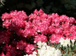 Rhododendron 'Kokette' -Deutschland Garten Funk Verkaufs-Shop rhododendron kokette m080572 w 5