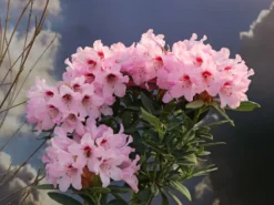 Rhododendron 'Kromlauer Parkperle'