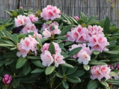 Rhododendron 'Kromlauer Parkperle' -Deutschland Garten Funk Verkaufs-Shop rhododendron kromlauer parkperle m096430 w 1