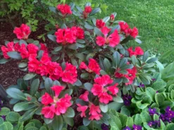 Rhododendron 'Lampion' -Deutschland Garten Funk Verkaufs-Shop rhododendron lampion m003980 728667 0