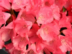 Rhododendron 'Lampion' -Deutschland Garten Funk Verkaufs-Shop rhododendron lampion m003980 w 1