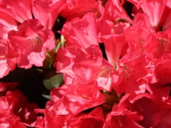 Rhododendron 'Lampion' -Deutschland Garten Funk Verkaufs-Shop rhododendron lampion m003980 w 3