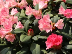 Rhododendron 'Lampion' -Deutschland Garten Funk Verkaufs-Shop rhododendron lampion m003980 w 4