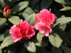 Rhododendron 'Lampion' -Deutschland Garten Funk Verkaufs-Shop rhododendron lampion m003980 w 5
