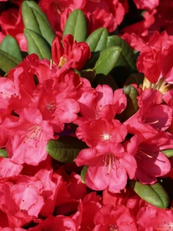 Rhododendron 'Lampion' -Deutschland Garten Funk Verkaufs-Shop rhododendron lampion m003980 w 6