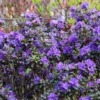Rhododendron 'Lauretta'