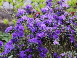 Rhododendron 'Lauretta' 11 Rhododendron 'Lauretta' -Deutschland Garten Funk Verkaufs-Shop rhododendron lauretta m004242 w 0