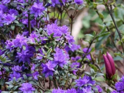 Rhododendron 'Lauretta' 8 Rhododendron 'Lauretta' -Deutschland Garten Funk Verkaufs-Shop rhododendron lauretta m004242 w 1