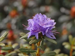 Rhododendron 'Lauretta' 9 Rhododendron 'Lauretta' -Deutschland Garten Funk Verkaufs-Shop rhododendron lauretta m004242 w 2