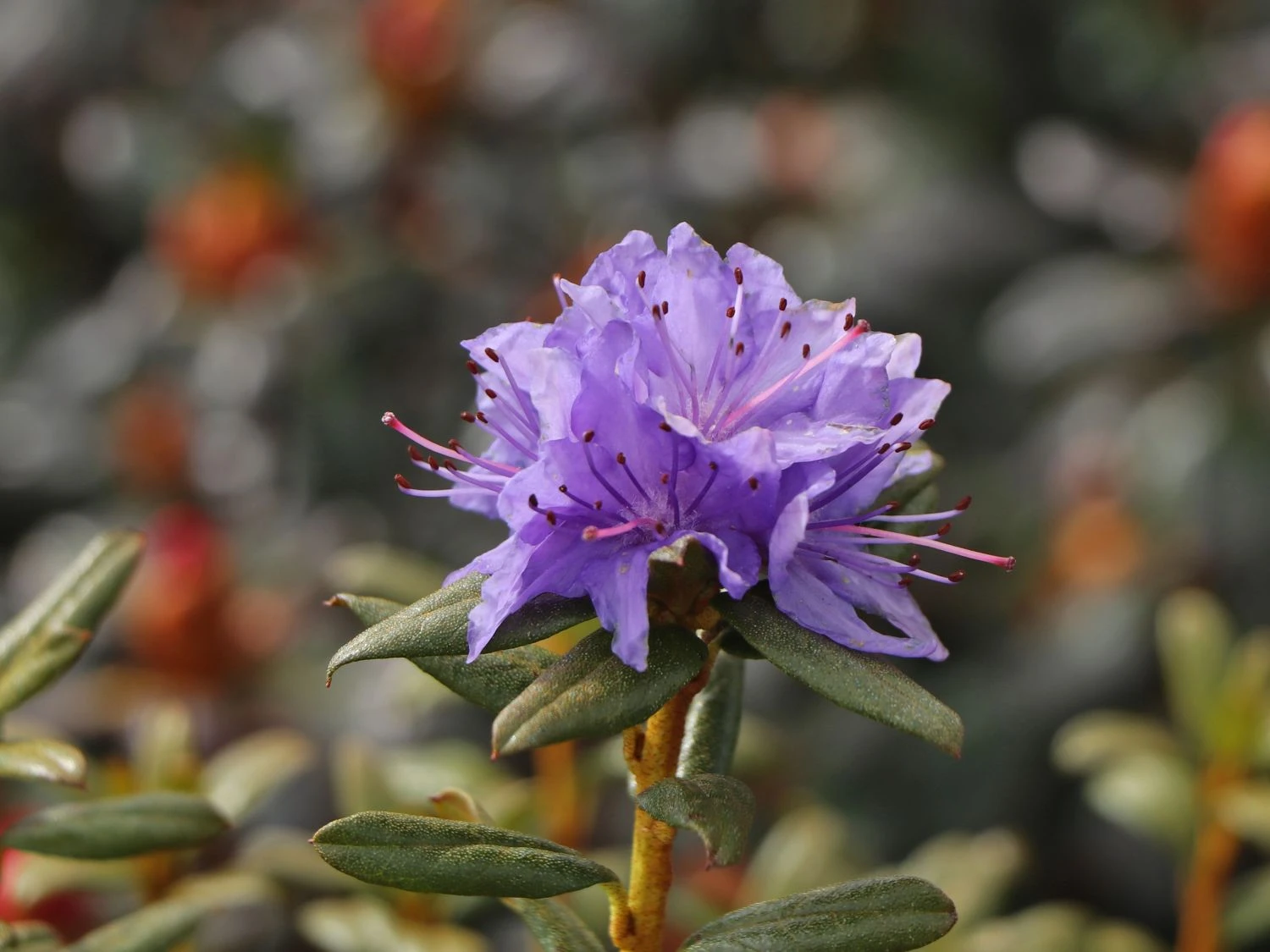 Rhododendron 'Lauretta' 4 Rhododendron 'Lauretta' – Bild 4