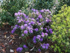 Rhododendron 'Lauretta' 10 Rhododendron 'Lauretta' -Deutschland Garten Funk Verkaufs-Shop rhododendron lauretta m004242 w 3