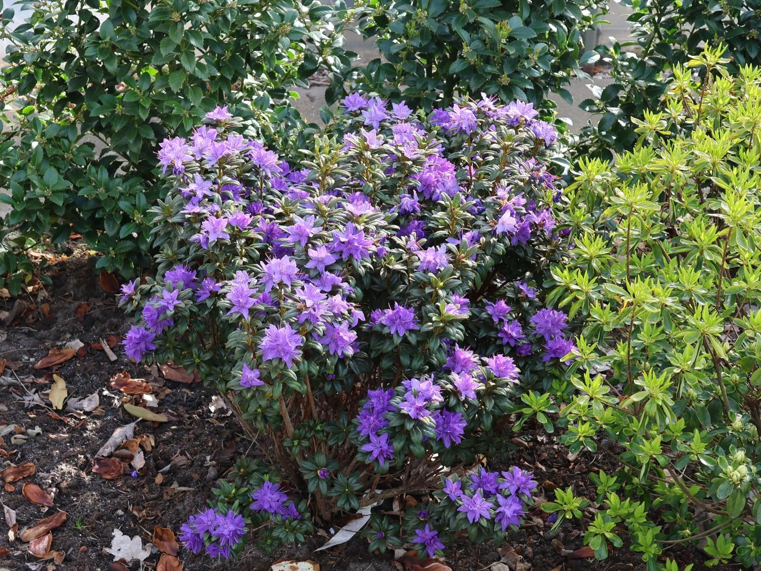 Rhododendron 'Lauretta' 5 Rhododendron 'Lauretta' – Bild 5