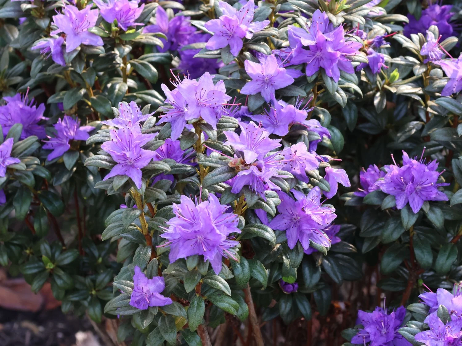 Rhododendron 'Lauretta' 2 Rhododendron 'Lauretta' – Bild 2