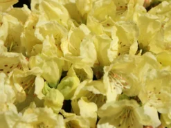 Rhododendron Ludlowii 'Wren' -Deutschland Garten Funk Verkaufs-Shop rhododendron ludlowii wren m064176 w 0