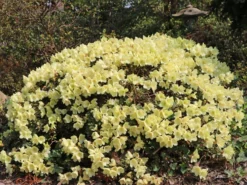 Rhododendron Ludlowii 'Wren' -Deutschland Garten Funk Verkaufs-Shop rhododendron ludlowii wren m064176 w 1