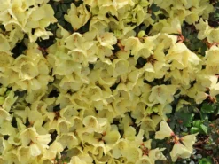 Rhododendron Ludlowii 'Wren' -Deutschland Garten Funk Verkaufs-Shop rhododendron ludlowii wren m064176 w 3