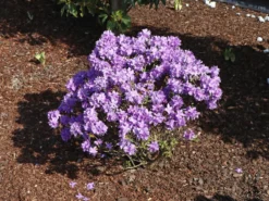 Rhododendron 'Luisella'