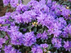 Rhododendron 'Luisella' 7 Rhododendron 'Luisella' -Deutschland Garten Funk Verkaufs-Shop rhododendron luisella m004312 w 0