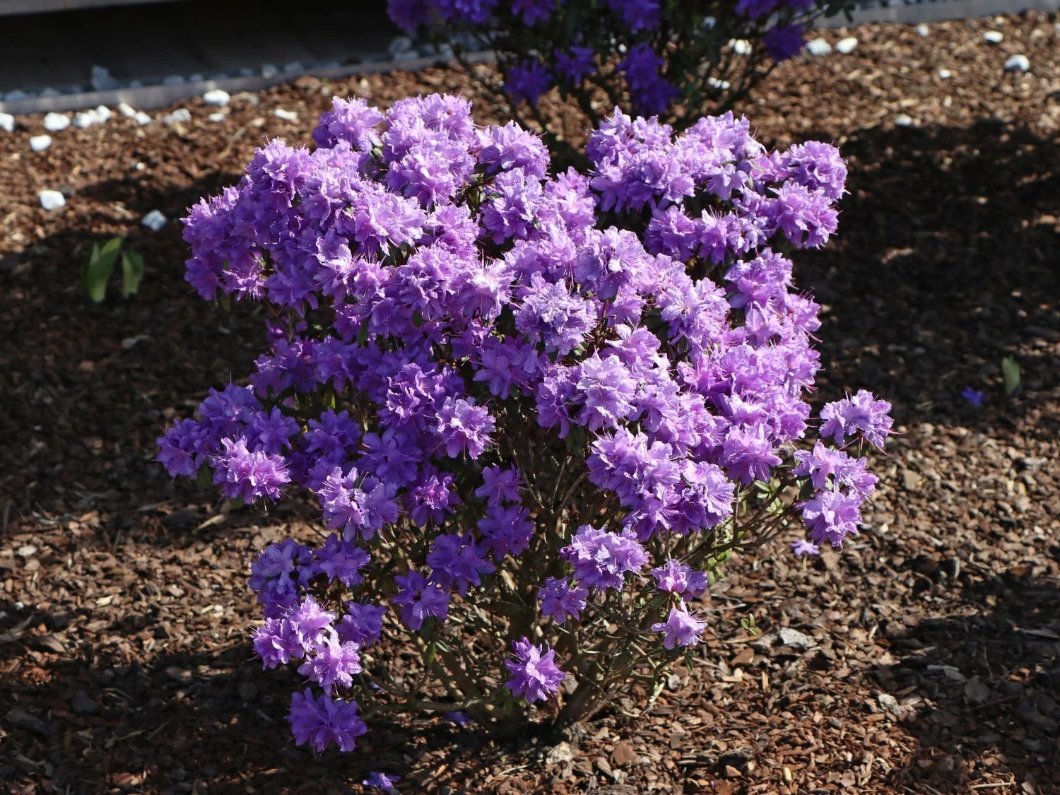 Rhododendron 'Luisella' 3 Rhododendron 'Luisella' – Bild 3