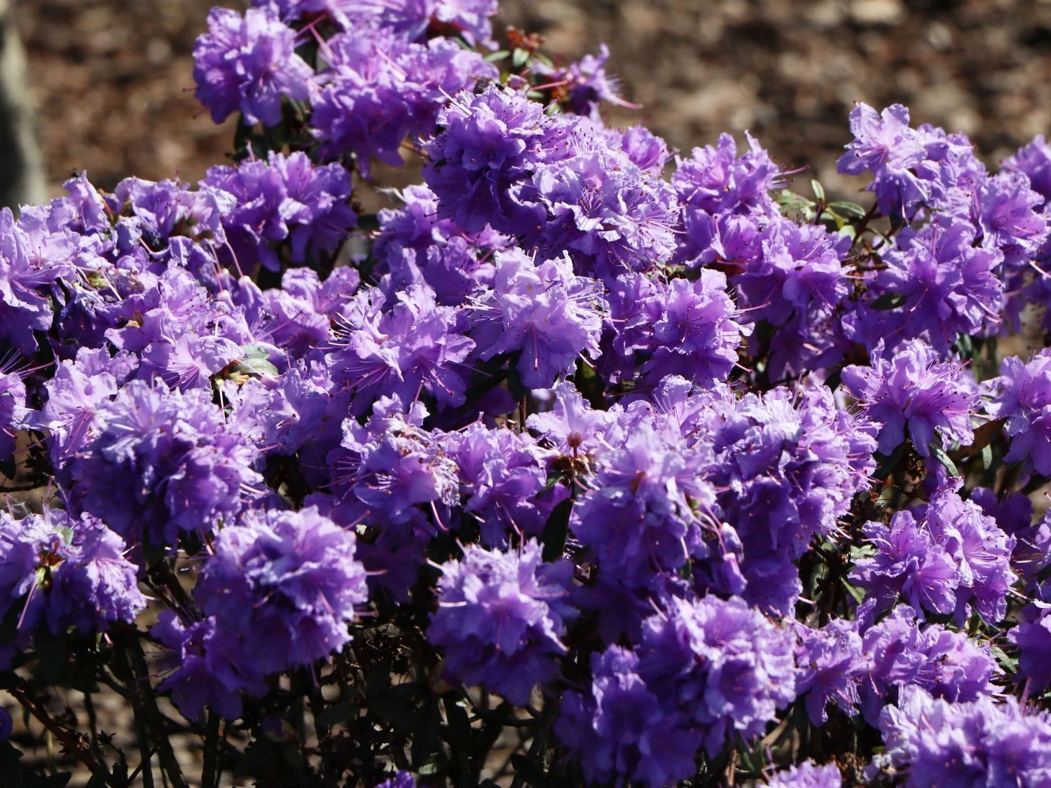 Rhododendron 'Luisella' 2 Rhododendron 'Luisella' – Bild 2