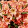 Rhododendron 'Lullaby'