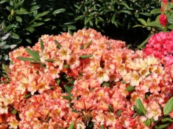 Rhododendron 'Lullaby' -Deutschland Garten Funk Verkaufs-Shop rhododendron lullaby m080578 w 1