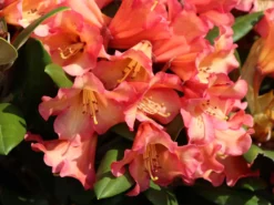 Rhododendron 'Lullaby' -Deutschland Garten Funk Verkaufs-Shop rhododendron lullaby m080578 w 2