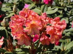Rhododendron 'Macarena'