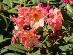Rhododendron 'Macarena' -Deutschland Garten Funk Verkaufs-Shop rhododendron macarena m008956 w 0