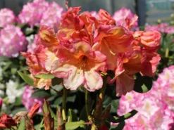 Rhododendron 'Macarena' -Deutschland Garten Funk Verkaufs-Shop rhododendron macarena m008956 w 1