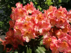 Rhododendron 'Macarena' -Deutschland Garten Funk Verkaufs-Shop rhododendron macarena m008956 w 2