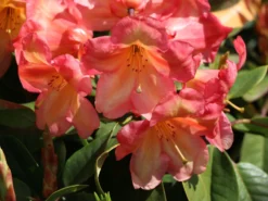 Rhododendron 'Macarena' -Deutschland Garten Funk Verkaufs-Shop rhododendron macarena m008956 w 3